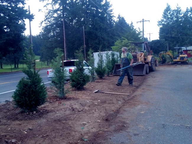 Tacoma Landscaping border shrubs installation