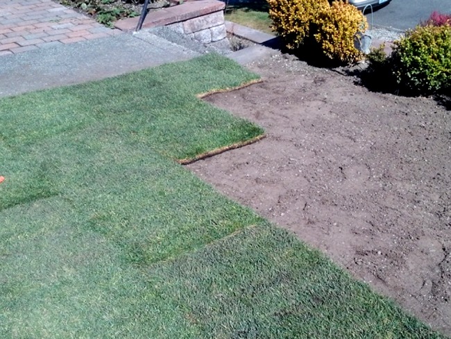 Tacoma Landscaping new sod installation services